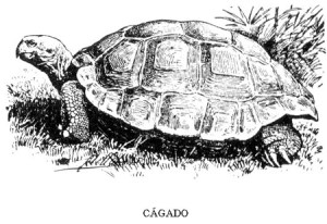 CAGADO